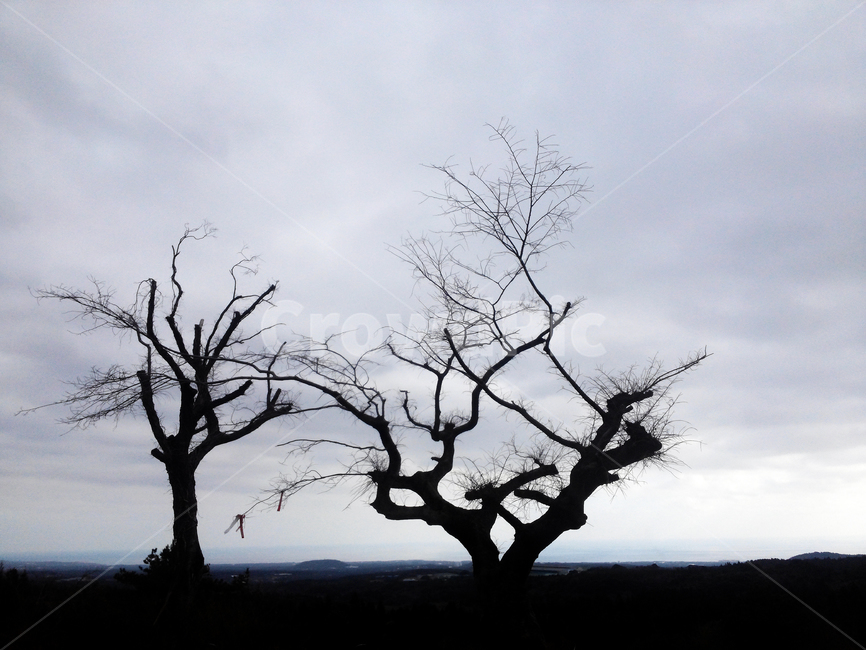 나무,고사목,사목,감성,마른나무,식물,자연,plants,nature,나무,trees,wood