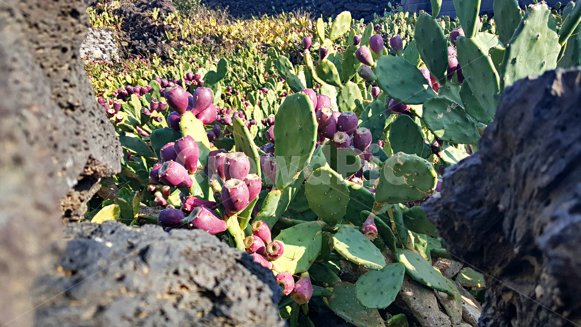 제주,선인장군락지,선인장,백련초,돌담,마을,plant,식물,자연,옥외,outdoors