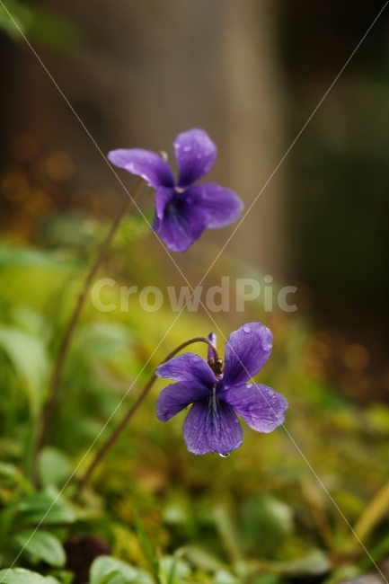 식물,꽃,제비꽃,보라,이슬,식물,자연,plants,nature,꽃,flower