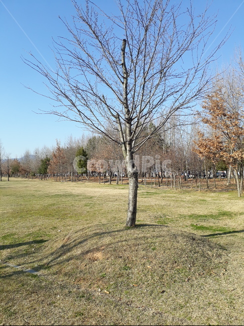 plant,식물,tree,나무,무덤,무덤나무