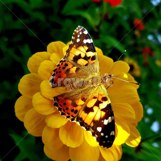 꽃,식물,나비,곤충,도시,식물,자연,plants,nature,꽃,flower,곤충,벌레,insect,bug
