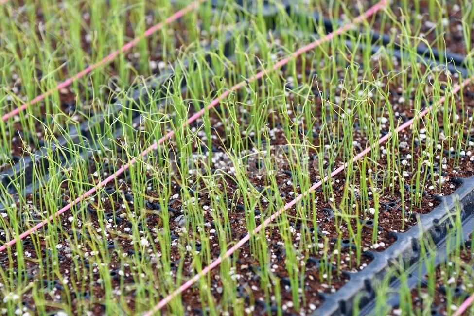 모종,파,밭,농사,심다,비닐하우스,아채,채소,수확,봄,식물,자연,plants,nature,산업,industry,industrial,농업,농사,agriculture,farming,farming industry