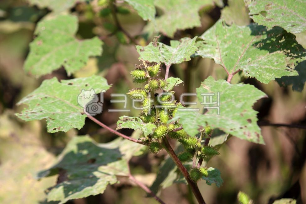 식물,plant,열매,도꼬마리,큰도꼬마리,가시