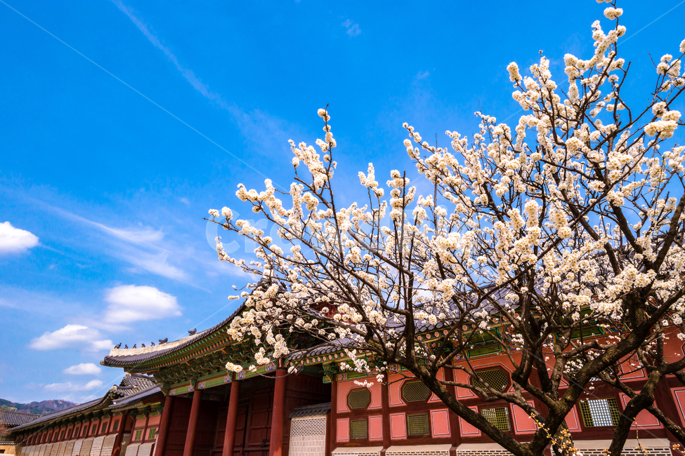 경복궁,고궁,봄,꽃,벚꽃,서울,봄,계절,spring,season,한국전통,한국문화,korean traditional,korean culture,랜드마크,landmark,tourist attraction,한국랜드마크,한국관광지,한국명소,korea landmark,korea tourist attraction,건축물,건물외관,exterior,building,structure,architecture,construction,plant,식물,flower,blossom