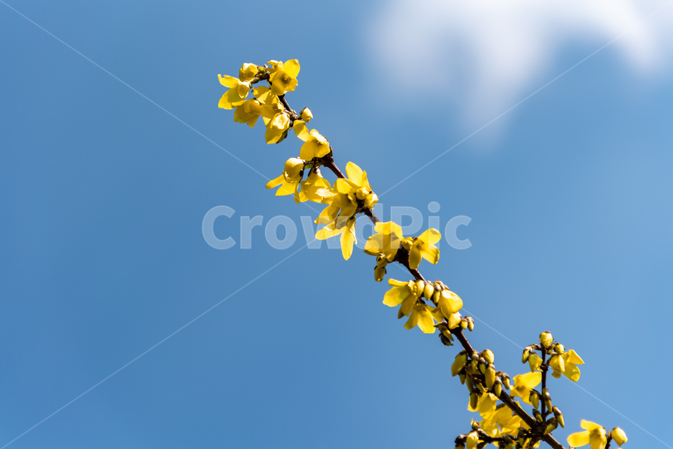 개나리,봄,하늘,맑은,노란,자연,파란,풍경,봄,계절,spring,season,식물,자연,plants,nature,꽃,flower,plant