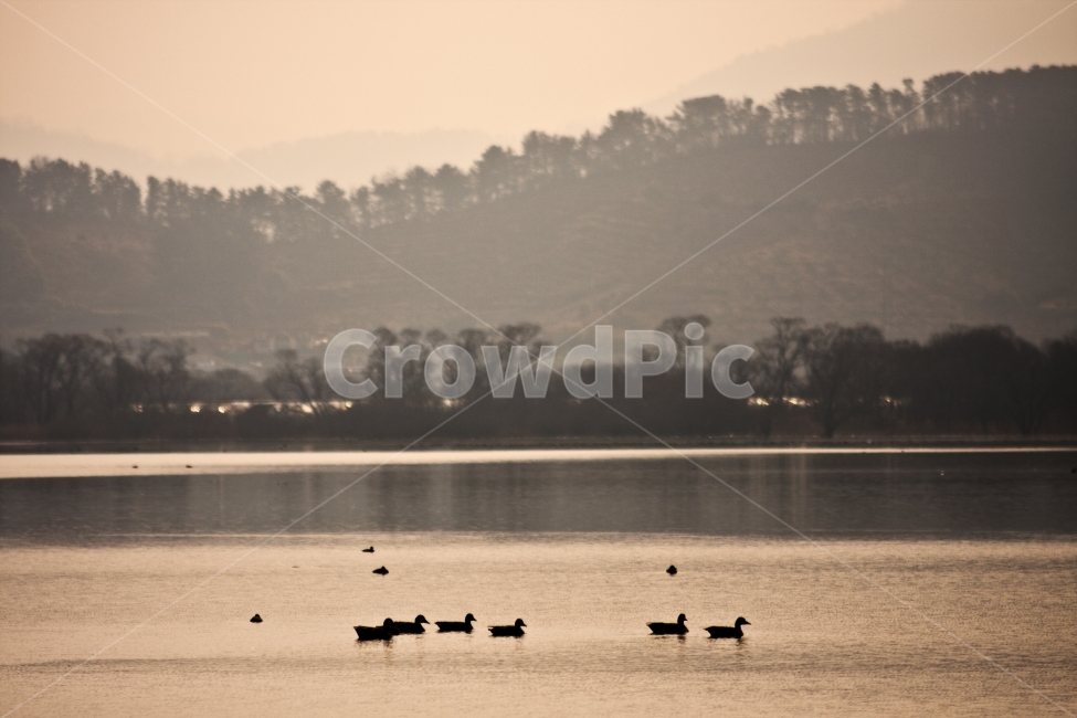 풍경,자연,오리,물,평화로움,잔잔한,wallpaper,landscape,자연,풍경,nature,landscape,동물,animal,조류,새,birds