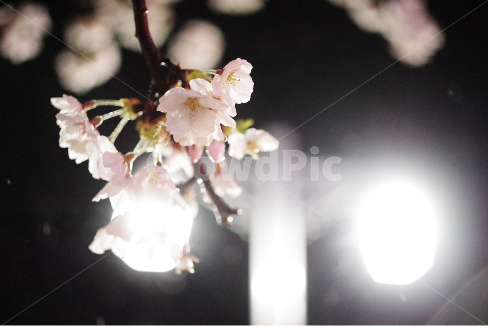 벚꽃,꽃,봄꽃,봄배경화면,봄바탕화면,사쿠라,식물,배경화면,바탕화면,계절,꽃배경화면,꽃바탕화면,꽃잎,꽃송이,벚꽃엔딩,봄,계절,spring,season,식물,자연,plants,nature,꽃,flower,plant,blossom,cherry blossom