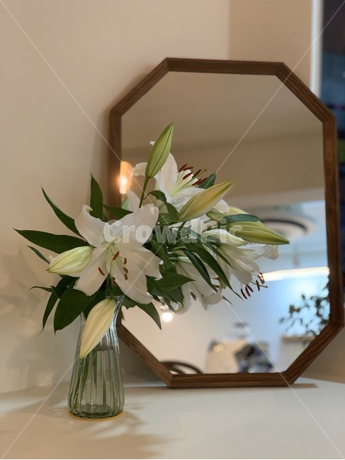 plant,식물,flower,꽃,blossom,실내용화초,화분,화초,house plant