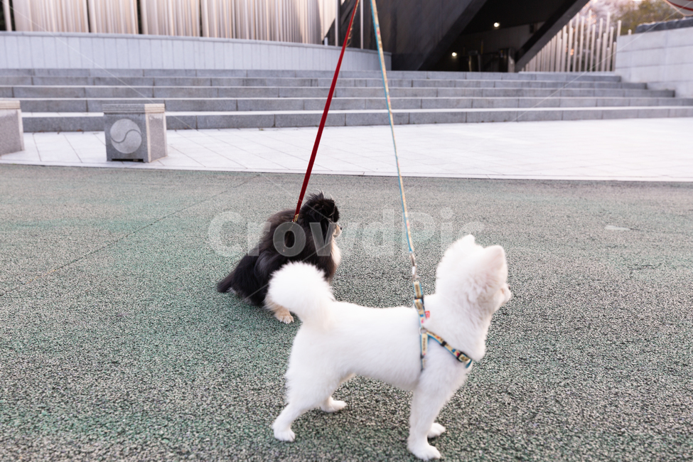 강아지,포메리안,포메라니안,포메,블랙탄,댕댕이,귀여움,개,동물,강아쥐,강쥐,산책,애견,반려견,동물,animal,포유류,mammal,개,강아지,dog,doggy