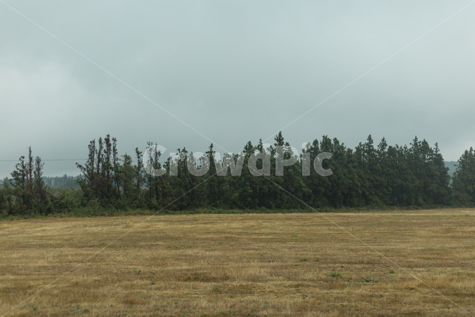 제주도,숲,가을,안개,하늘,풀,자연,풍경,nature,landscape,제주도,jeju,jeju island,tree,나무,plant,식물,abies,아비,fir,전나무,grass,잔디,outdoors,옥외