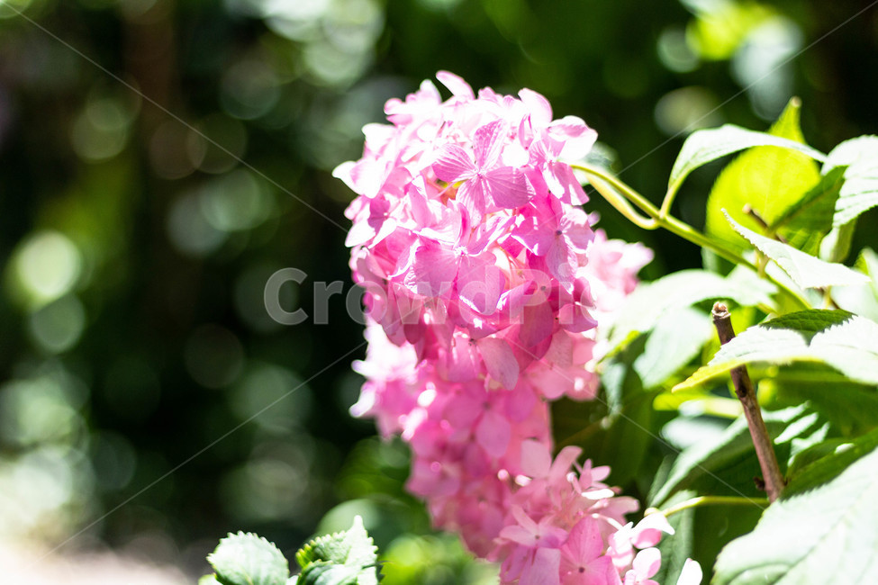 꽃,수국,flower,분홍색,분홍꽃,자연,nature,식물,자연,plants,nature,꽃,flower
