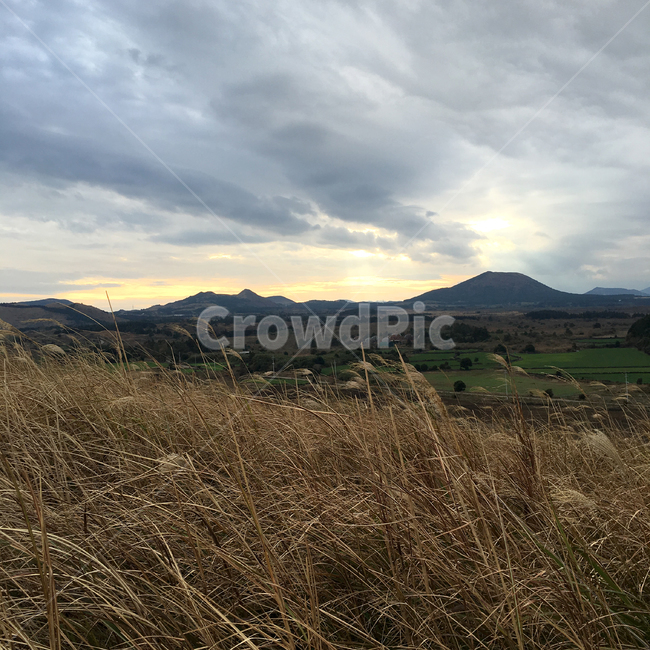 제주,갈대,갈대밭,풍경,가을,쓸쓸한,자연,fieldofreeds,reed,fall,autumn,jejuisland,sensitive,landscape,자연,풍경,nature,landscape,outdoors,옥외,hill,언덕