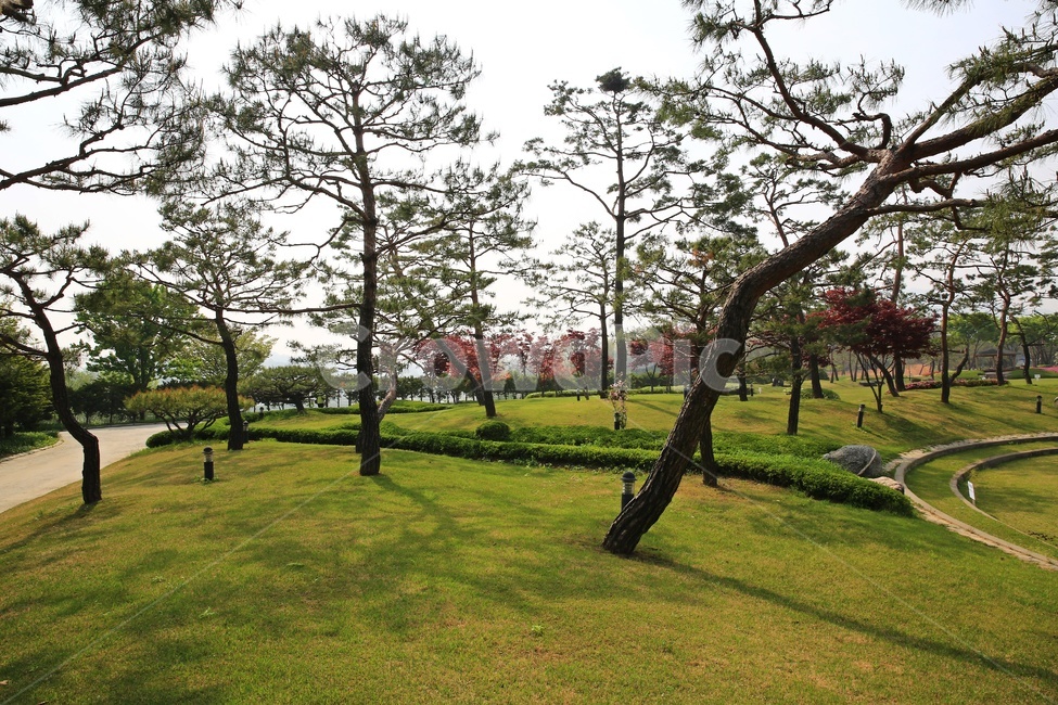 경기,안성,서일농원,tree,나무,treetrunk,나무줄기,grass,잔디,outdoors,옥외,plant,식물,ground,바닥