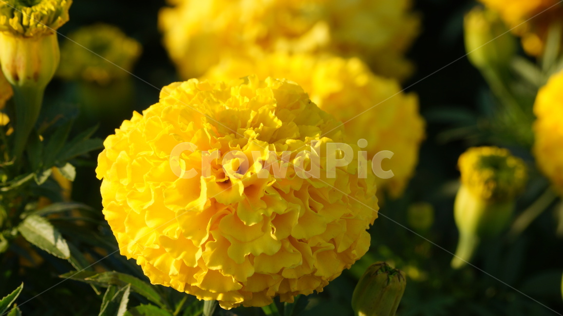 천수국,아프리칸메리골드,꽃,꽃길,꽃축제,식물,자연,plants,nature,꽃,flower