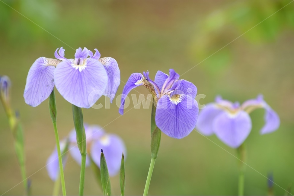 창포,연보라,붓꽃,꽃창포,연꽃,연못,식물,자연,plants,nature,꽃,flower