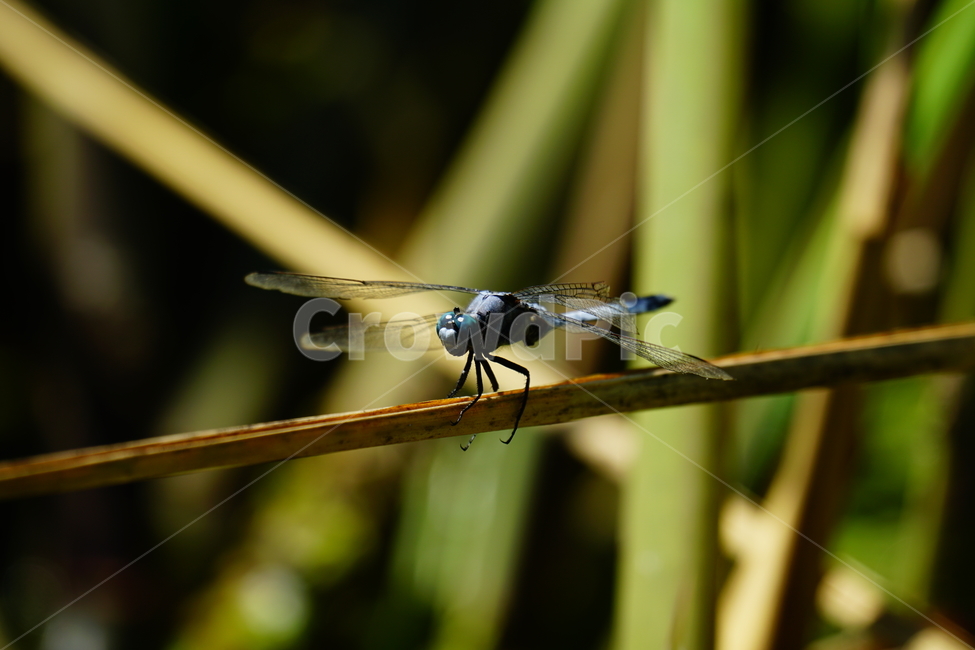 잠자리,연못,곤충,벌레,insect,dragonflies,dragonfly,가을,autumn,fall,9월,september,자연,nature,식물,plants,수풀,동물,animal,곤충,벌레,insect,bug