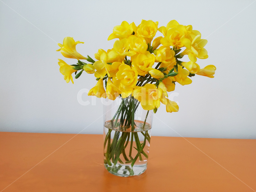후리지아,꽃,노란꽃,꽃병,봄,flower,plant,blossom,furiziaflowers
