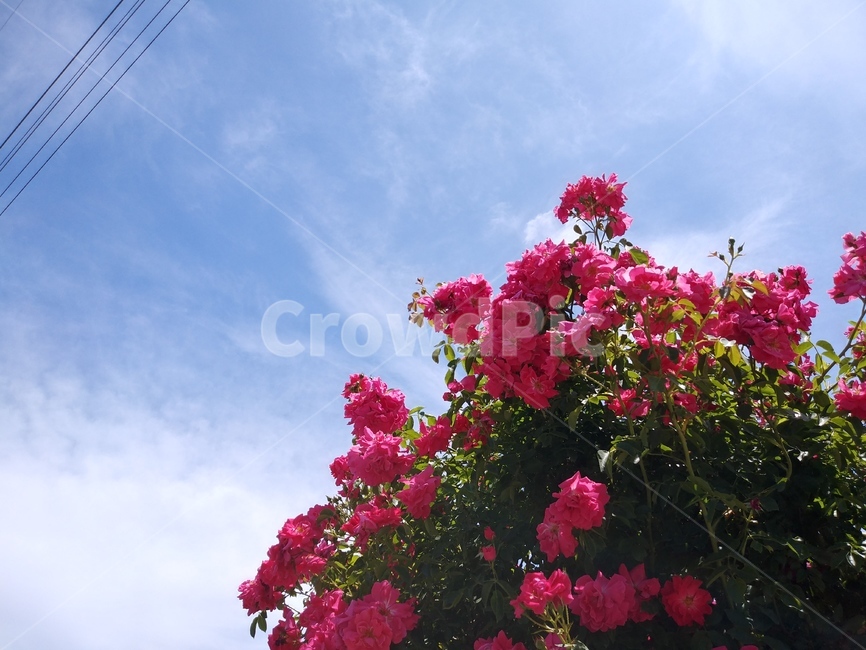 꽃,flower,장미,하늘,식물,식물,자연,plants,nature,꽃,flower