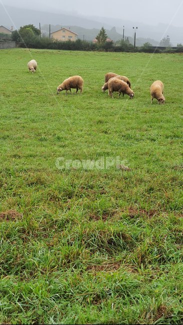 포유류,animal,동물,양,sheep,목초지,field,들,nature,자연