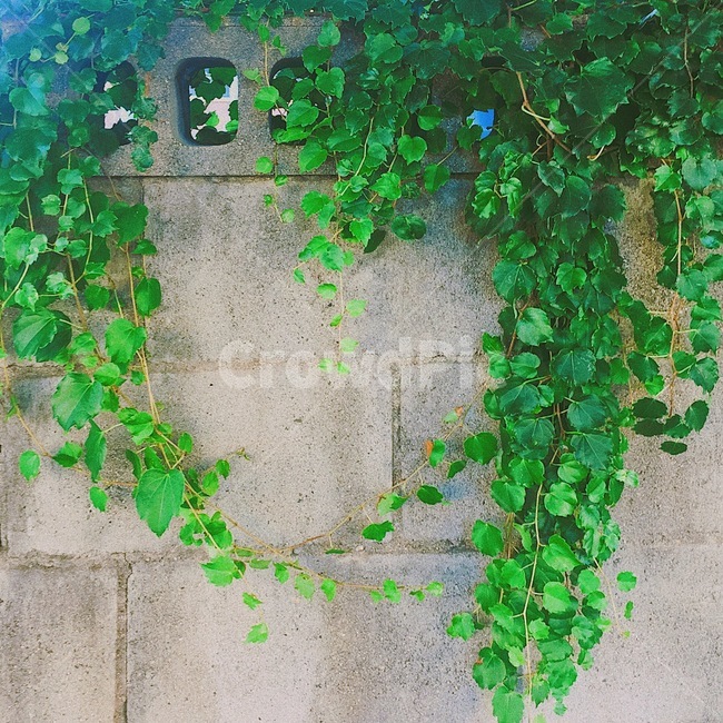 초록색,잎,풀,덩쿨,자연,감성,식물,자연,plants,nature