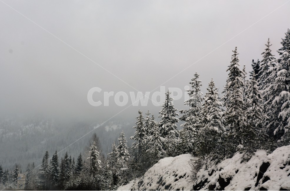 소나무,설경,눈,겨울,경치,겨울,계절,winter,season,자연,풍경,nature,landscape,해외,외국,세계,foreign,oversea,world,세계자연풍경,해외자연풍경,외국자연풍경,world nature landscape,tree,나무,plant,식물,fir,전나무,abies,아비