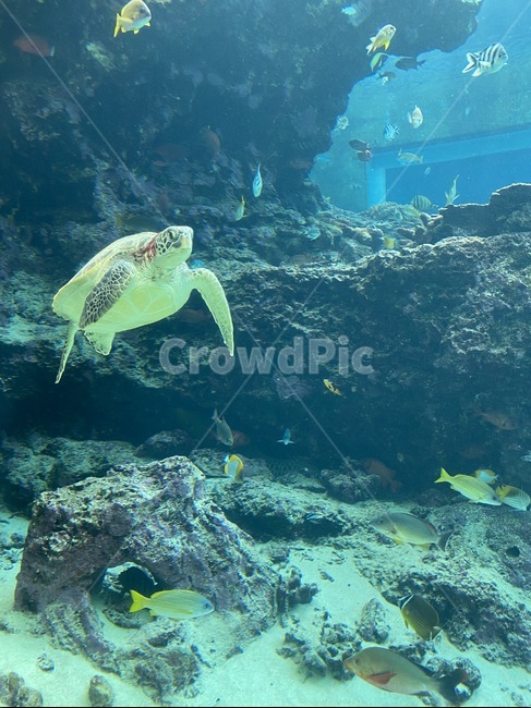 water,물,fish,물고기,animal,동물,거북이,turtle,sea,ocean,해양생물