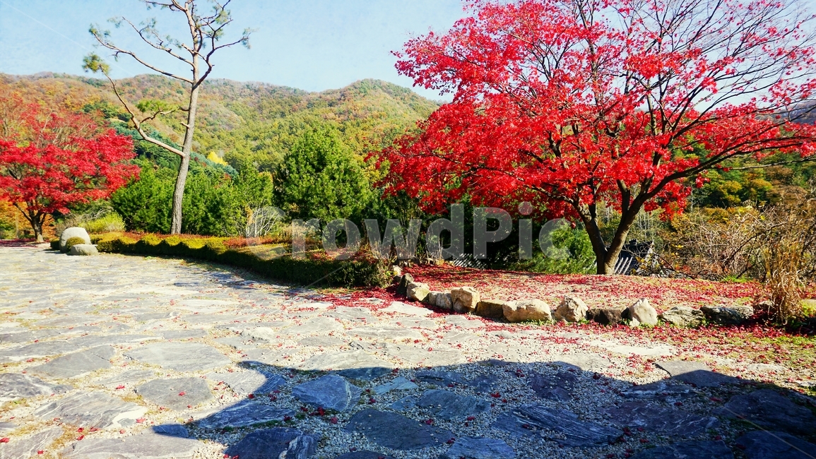 가을소풍,단풍구경,힐링,산책길,행복,가을,계절,fall,autumn,season,자연,풍경,nature,landscape,tree,나무,plant,식물
