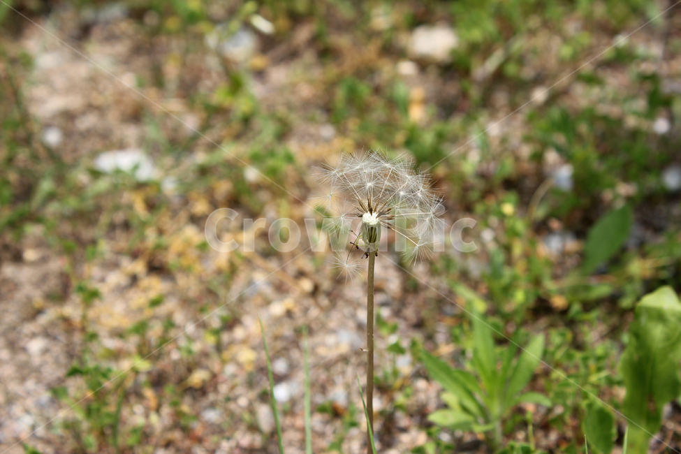 민들레씨,씨앗,민들레,민들레씨앗,씨,꽃씨,자연,식물,클로즈업,seed,plant,dandelion,green,녹색,그린,seeds,soft,부드러운,봄,spring,야외,정원,식물,자연,plants,nature,꽃,flower