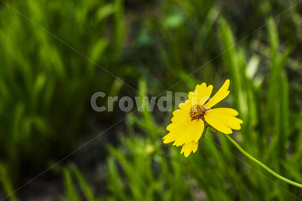 자연,꽃,접사,아웃포커싱,감성,식물,자연,plants,nature,꽃,flower