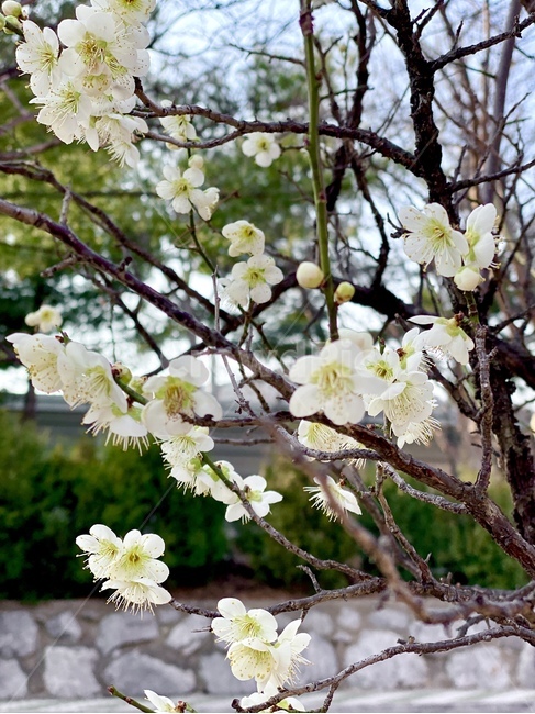 plant,식물,blossom,flower,꽃