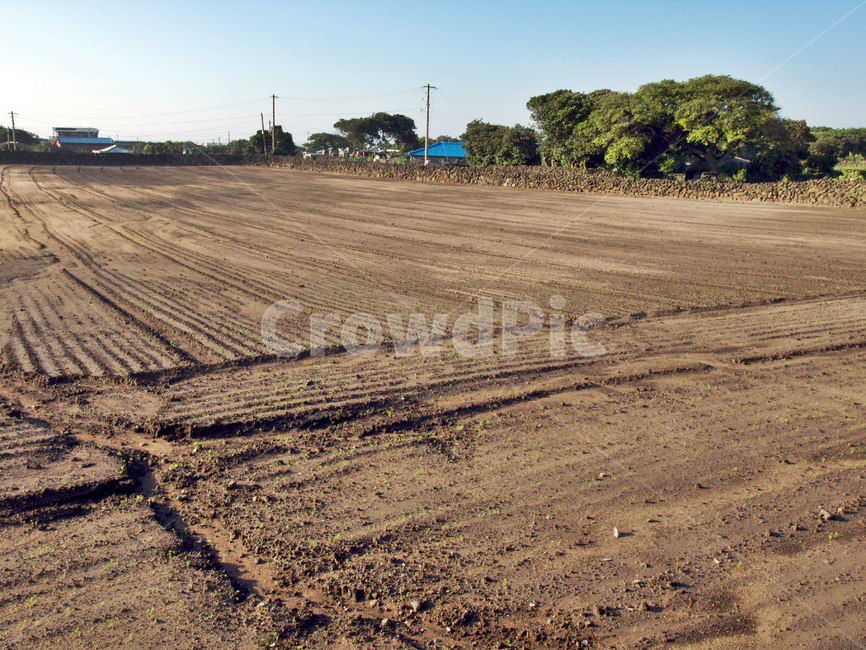 밭,올레,올레20코스,제주,돌담,밭갈이,농사,흙,ground,바닥,soil,land,땅,outdoors,옥외,nature,자연