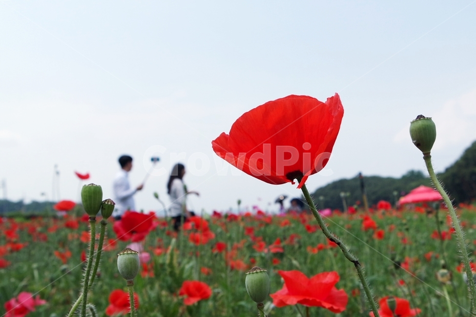 꽃양귀비,양귀비,양귀비꽃,붉은색꽃,꽃사진,양귀비축제,식물,자연,plants,nature,꽃,flower