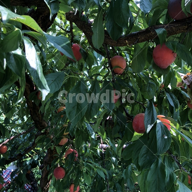 자두,나무,음식,과일,자두나무,plant,tree,초록,자연
