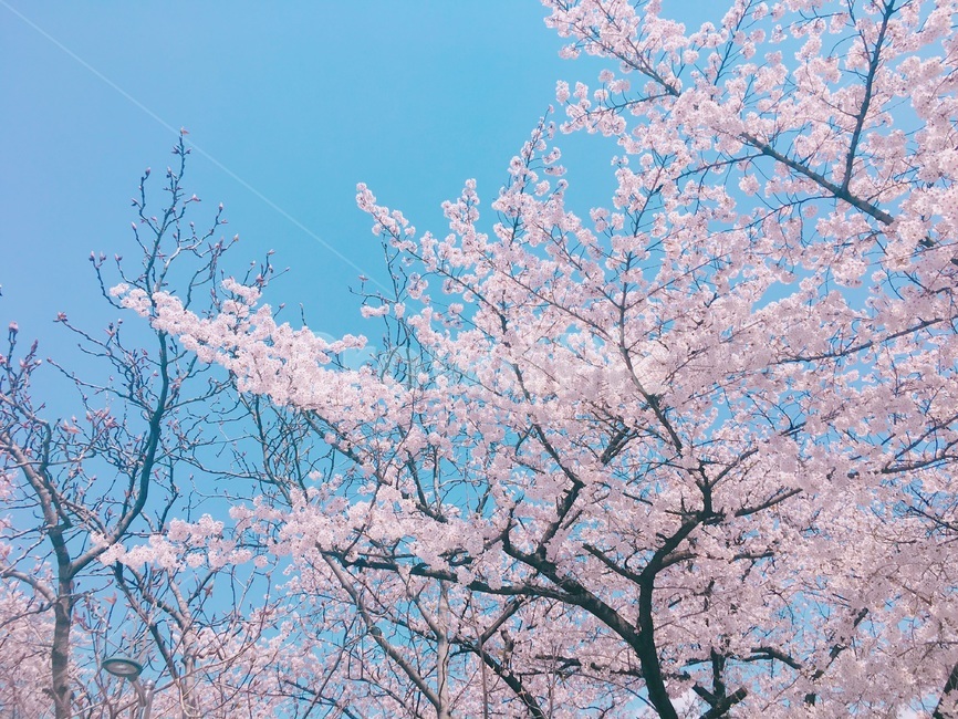 봄,벚꽃,벚꽃나무,꽃,화창,봄철,봄날,봄꽃