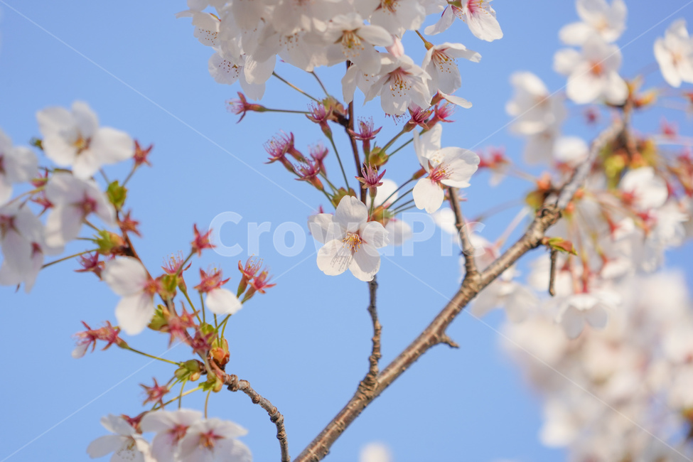 plant,식물,꽃,벚꽃,벚꽃나무,매화,매화꽃,flower,blossom,봄,spring,개화,꽃구경,꽃놀이,벚꽃놀이,자연,플라워,nature