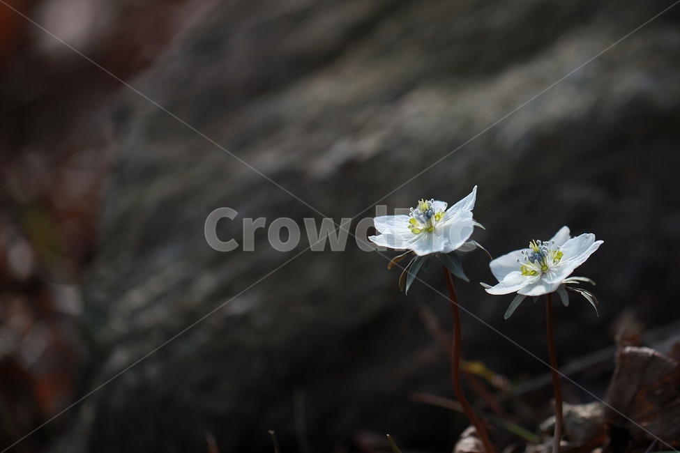 풍도바람꽃,바람꽃,식물,흰꽃,봄꽃,풍도,식물,자연,plants,nature,꽃,flower