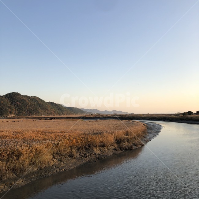 갈대,순천,갈대밭,강,가을,가을,계절,fall,autumn,season,자연,풍경,nature,landscape,한국자연풍경,한국자연경관,korea nature landscape,outdoors,옥외
