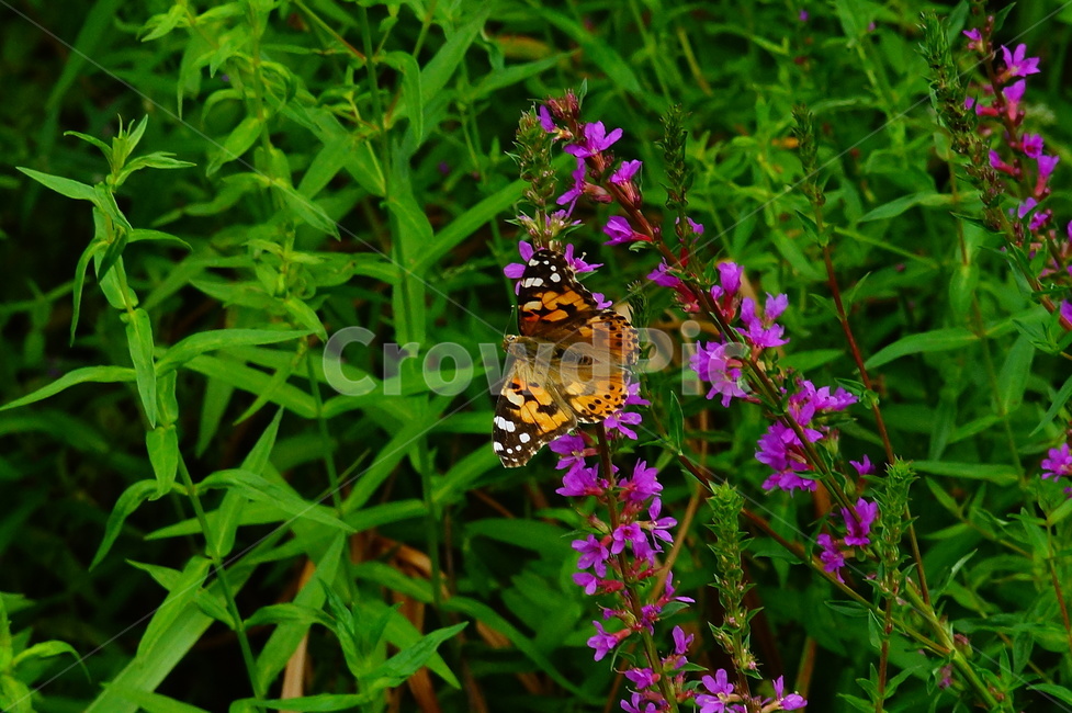 insect,invertebrate,나비,곤충,동물,식물