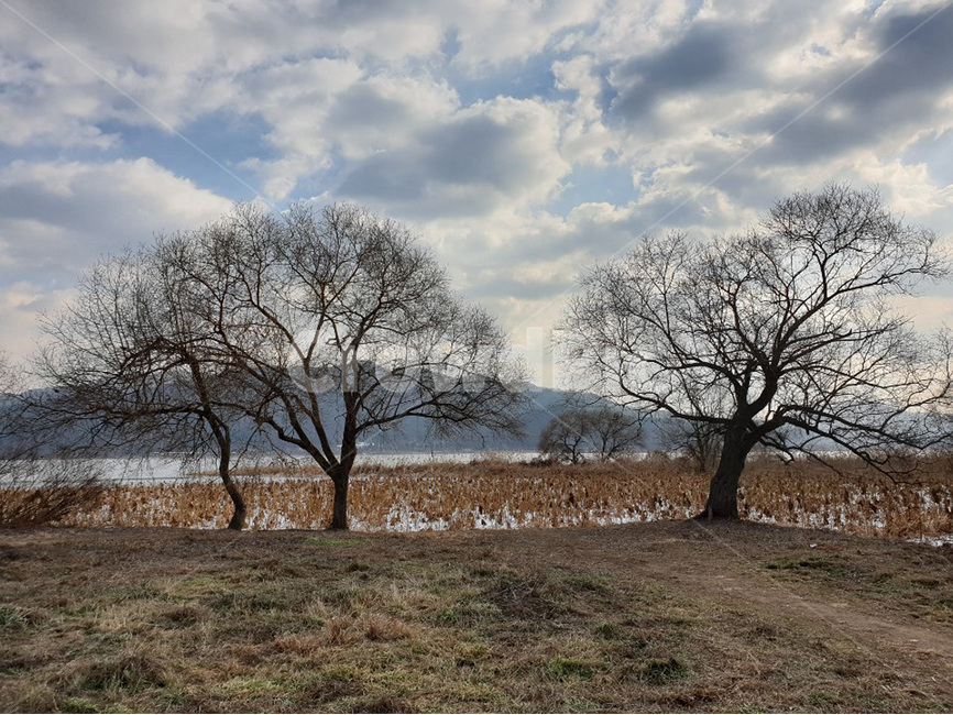 sky,하늘,tree,나무,winter,겨울,가을,계절,fall,autumn,season,자연,풍경,nature,landscape,plant,식물,ground,바닥,tree trunk,나무 줄기