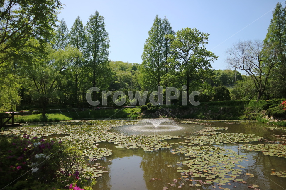 연못,호수,풍경,나무,연꽃,공원,자연,자연,풍경,nature,landscape,water,물,land,땅,outdoors,옥외,pond,못
