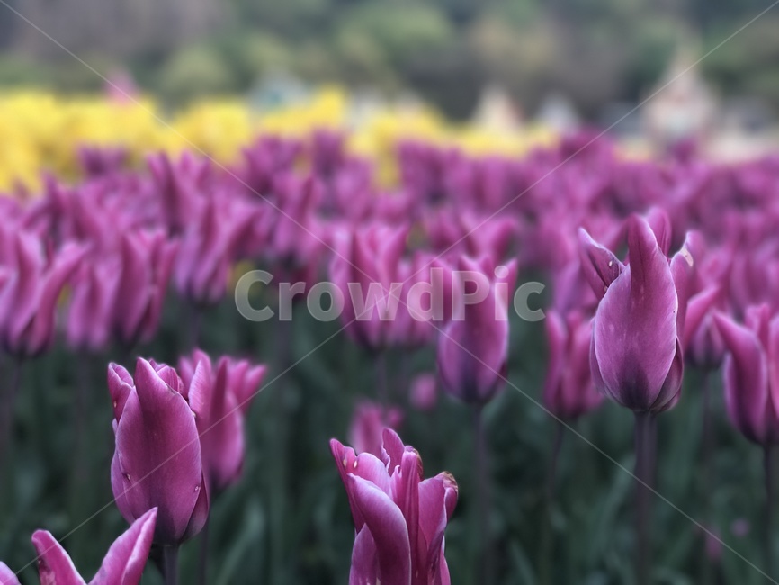 꽃,봄날,봄,튤립,꽃구경,봄꽃,풍경,평온,식물,자연,plants,nature,꽃,flower