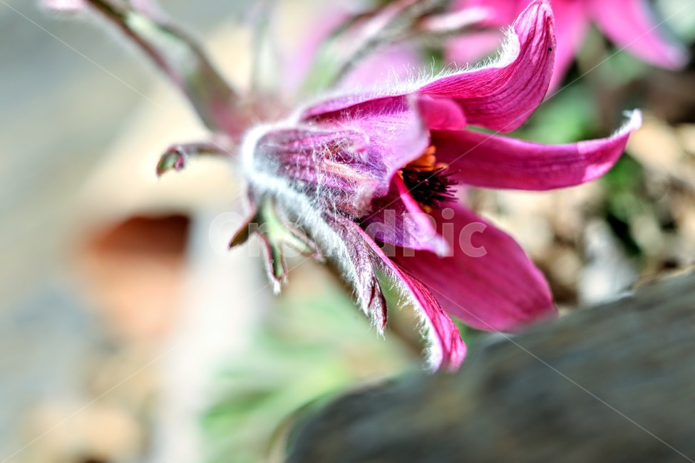 할미꽃,파랑,연분홍,꽃잎,동강,식물,자연,plants,nature,꽃,flower