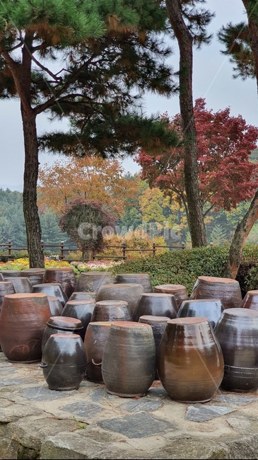 자연,항아리,나무,식물,장독대,tree,시골,한국전통,한국문화,korean traditional,korean culture