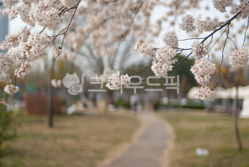 Cherry Blossom,Cherry Blossom Ending,cherryblossom,flower