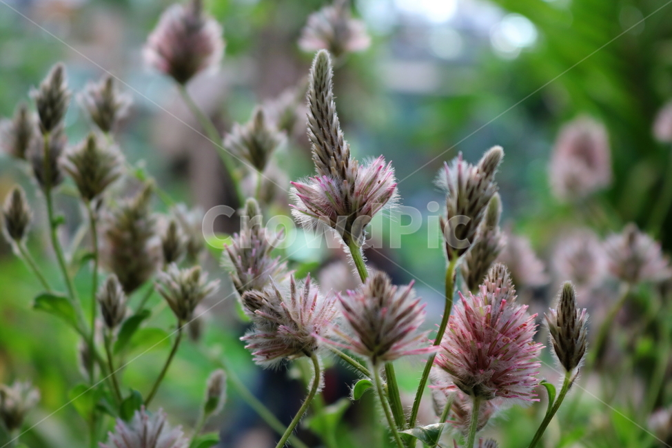 프틸로투스,꽃,프틸로투스꽃,비름과,식물,자연,식물원,식물,자연,plants,nature,꽃,flower