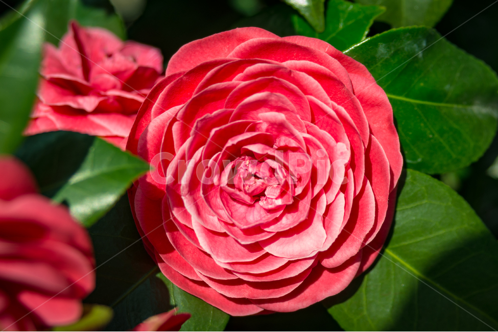 동백,봄,자연,꽃,동백꽃,flower,색감,빨강,red,봄,계절,spring,season,식물,자연,plants,nature,꽃,flower,blossom,rose,장미,plant
