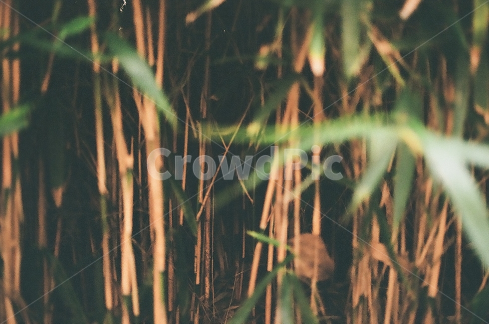 plant,식물,grass,lawn,대나무,식물,자연,plants,nature