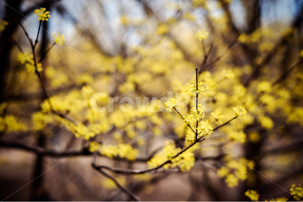 spring flowers,spring,Cornus officinalis,yellow flower,flower