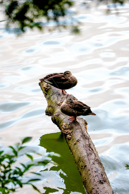 동물,animal,자연,새,bird,오리,거위