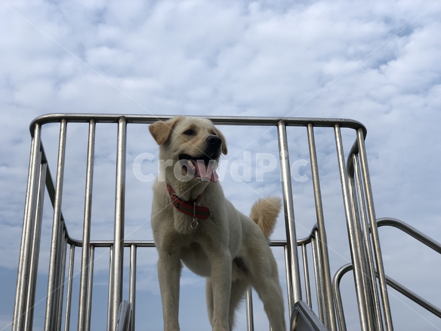 sky,retriever,puppy,playground,labrador retriever,dog,large dog